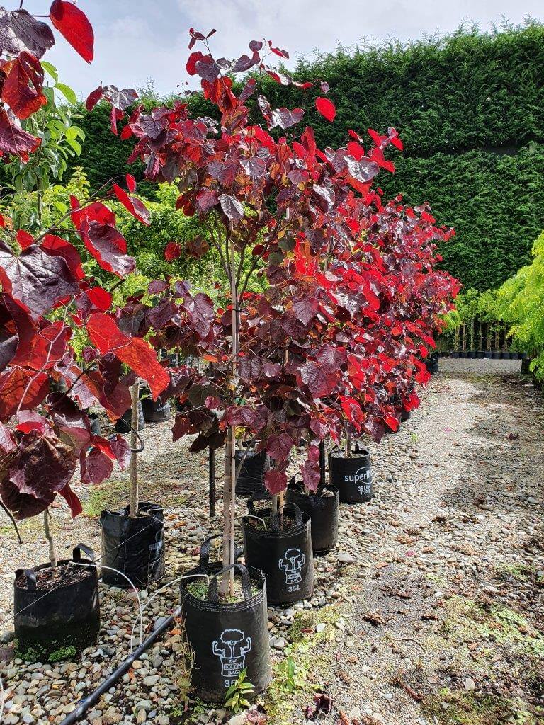 CERCIS canadensis 'Forest Pansy' - 25/35lt, Jan 2021