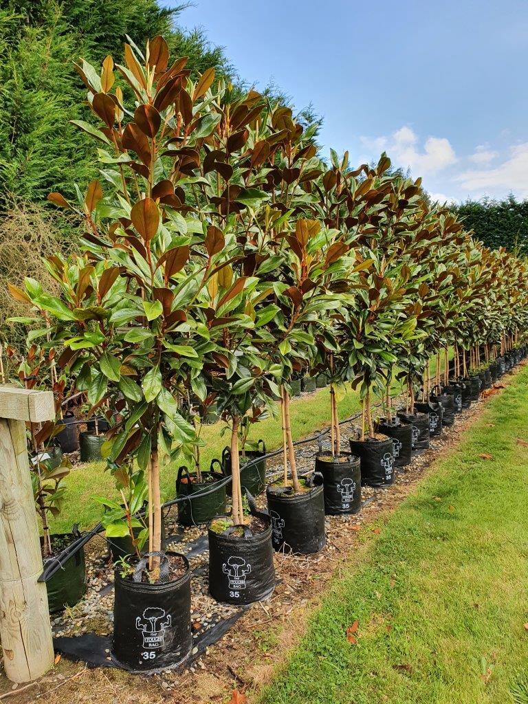 MAGNOLIA grandiflora 'Blanchard' 35lt, March