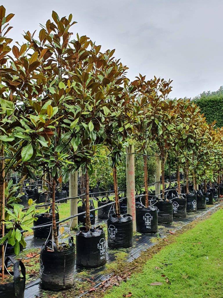 MAGNOLIA grandiflora 'Blanchard' 80lt, Feb