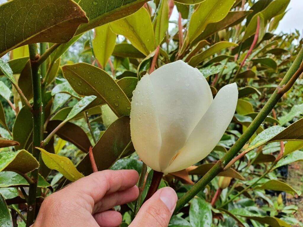 MAGNOLIA grandiflora 'Kay Parris' (Flower), Feb