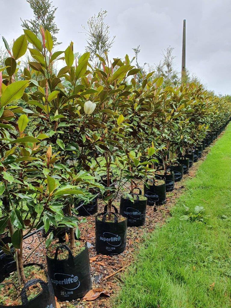MAGNOLIA grandiflora 'Kay Parris' 35lt, Feb