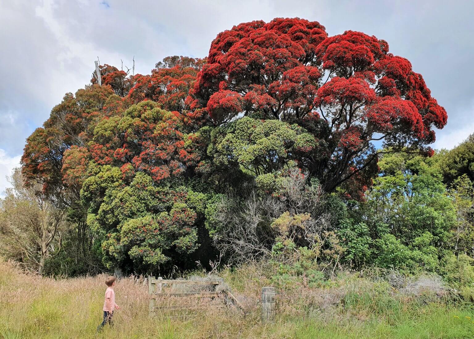 METROSIDEROS umbellata - Southland, Jan