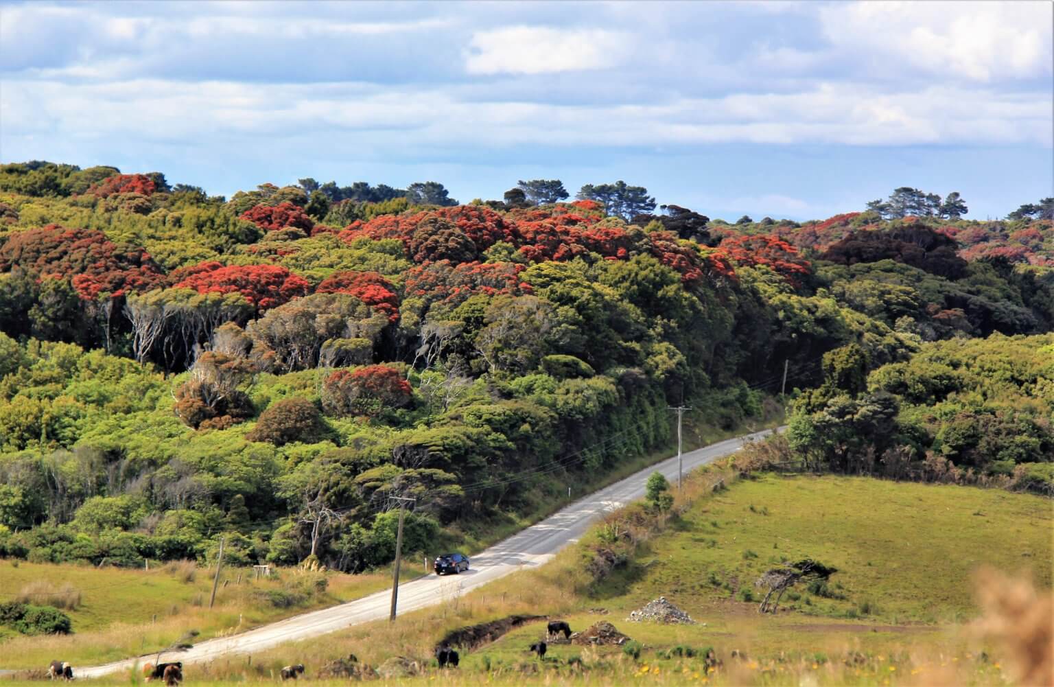 METROSIDEROS umbellata - Southland, Jan