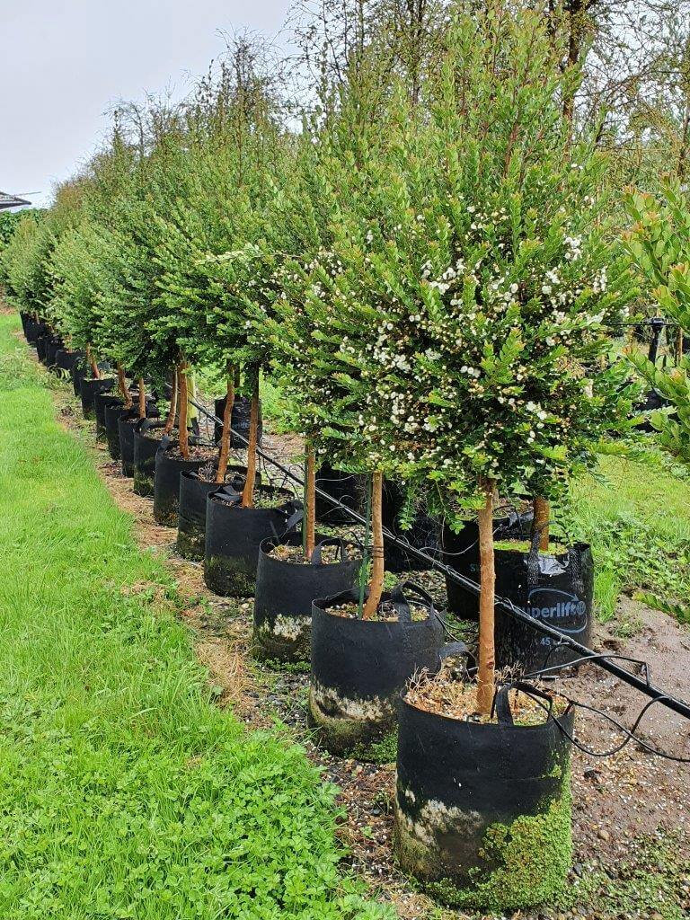 LUMA apiculata std 45lt, Feb
