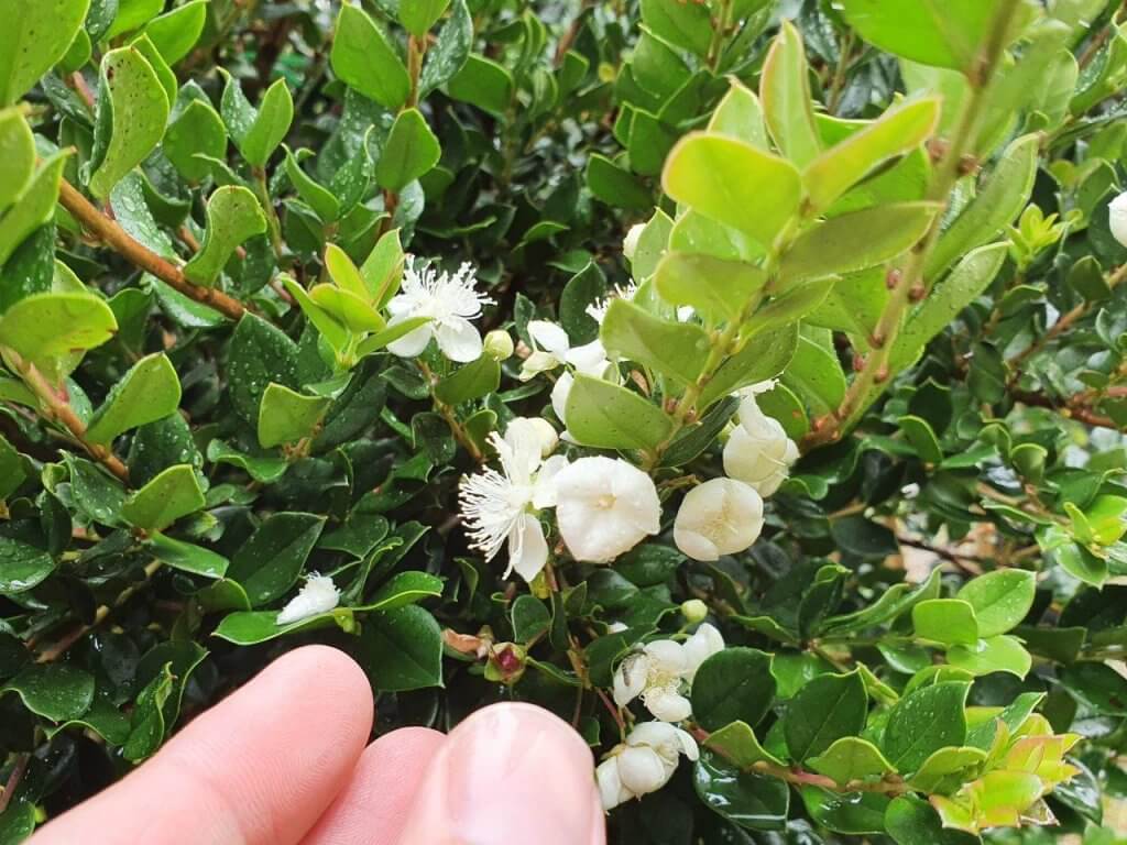 LUMA apiculata (flower) - Feb