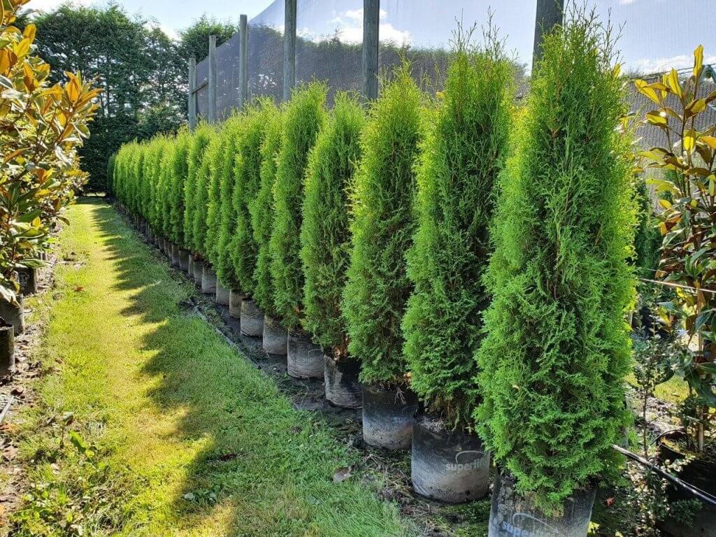THUJA occidentalis 'Pyramidalis' 35lt, Feb