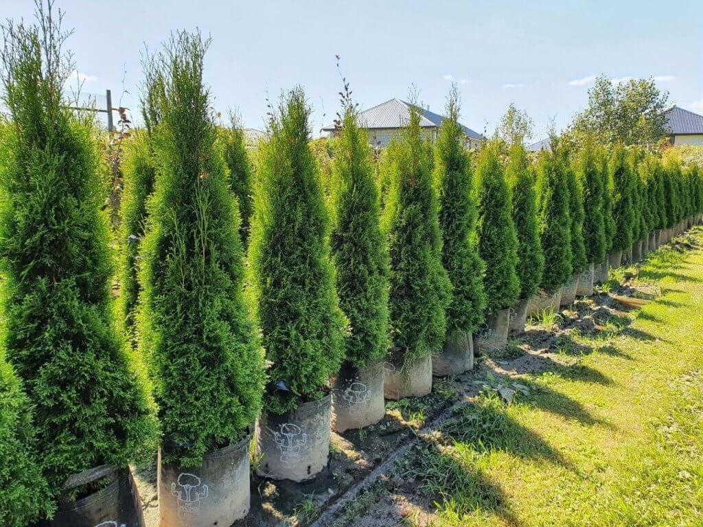 THUJA occidentalis 'Smaragd' 35lt, Feb