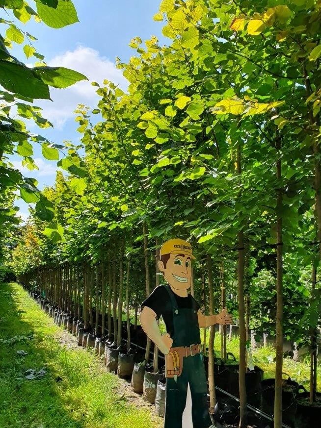 TILIA platyphyllos 35/45lt - Jan