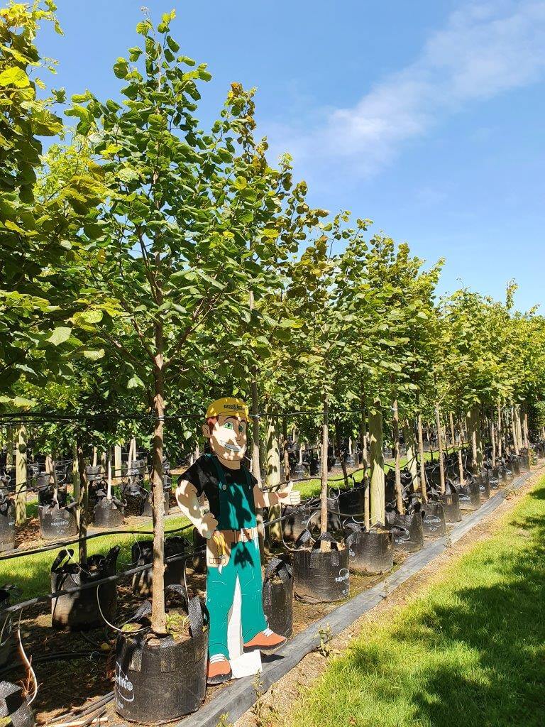 TILIA platyphyllos 80lt - Jan